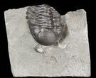 Folded Eldredgeops Trilobite In Matrix - New York #44625-1